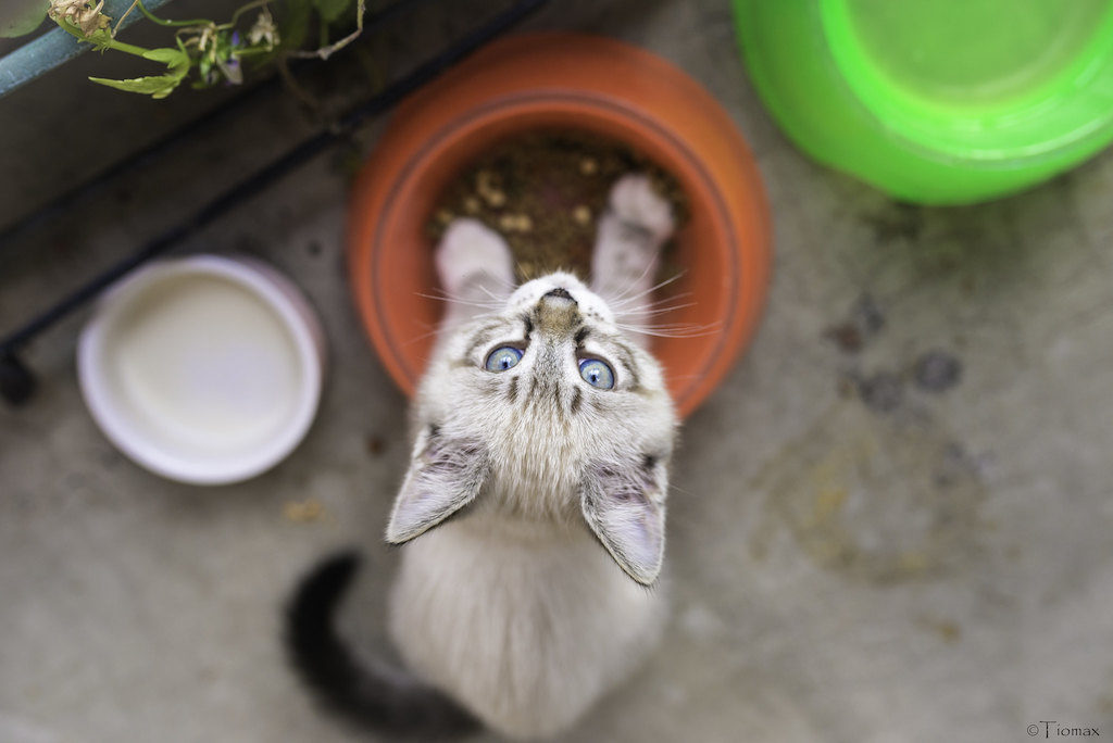 kitten eating kitten food in a bowl
