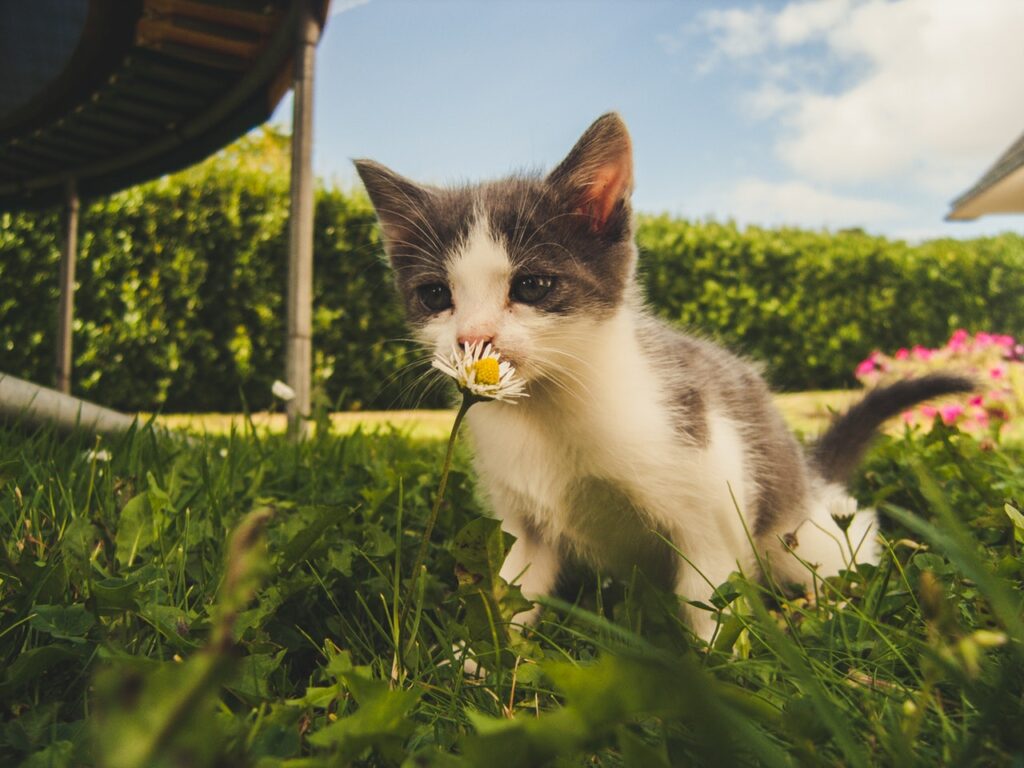 kitten smelling a flower