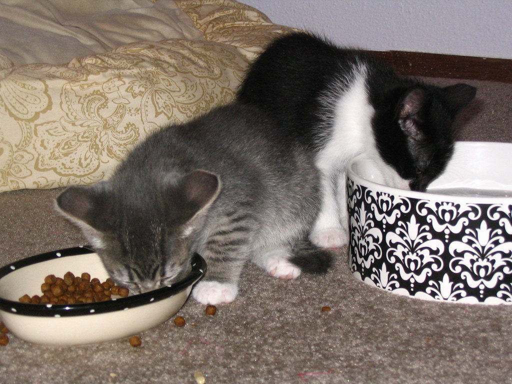 Caring for kittens eating