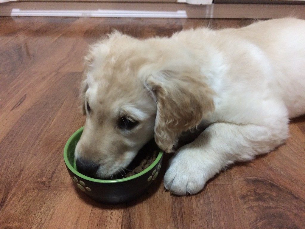 how to choose the Best Dog Food Bowls