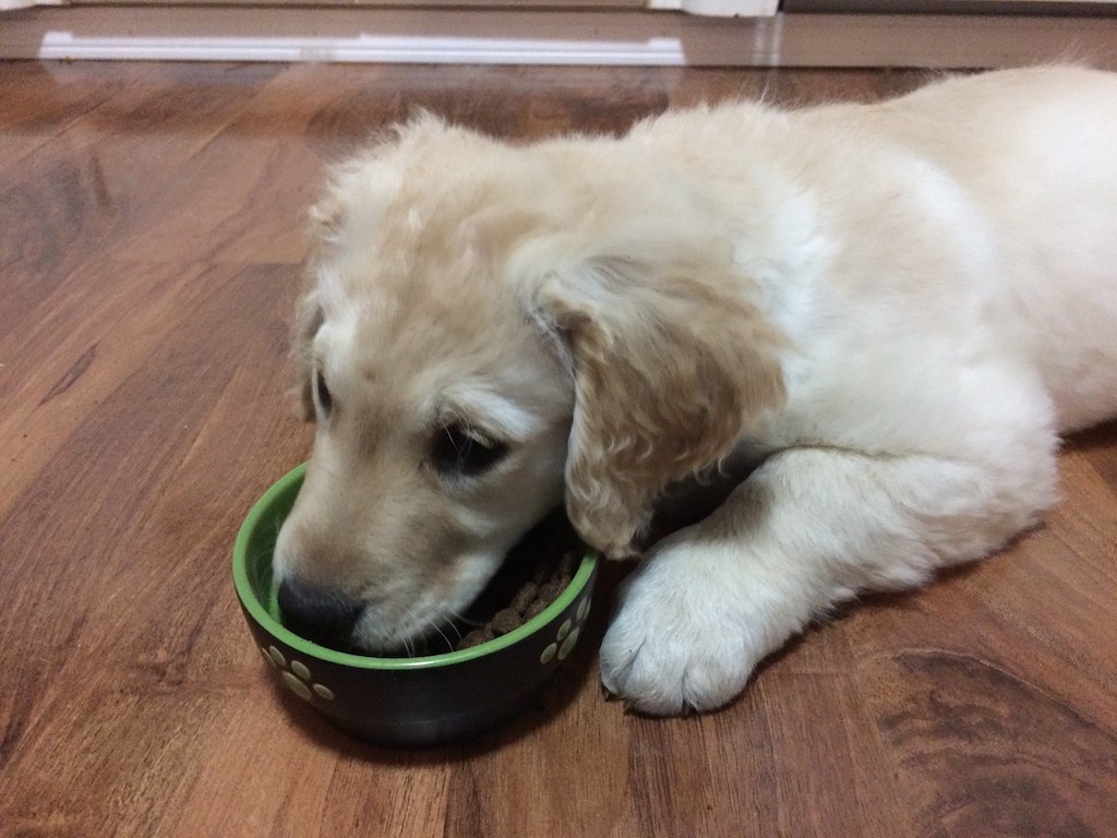 lab lazy eating puppy food