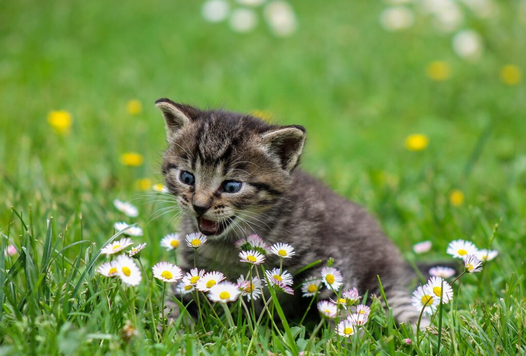 little kitten smelling daisies