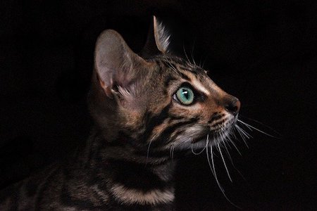 mishi pets - cat facts