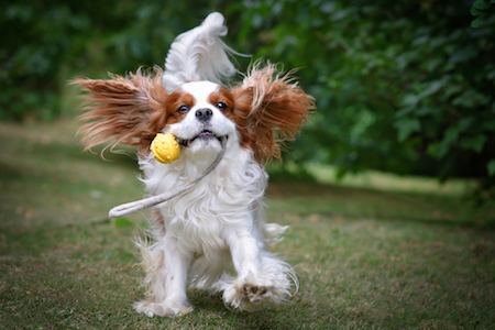 White and brown cavalier king charles running while biting rattl