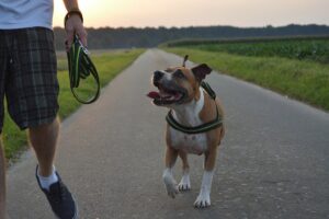 pitbull dog walking with a man