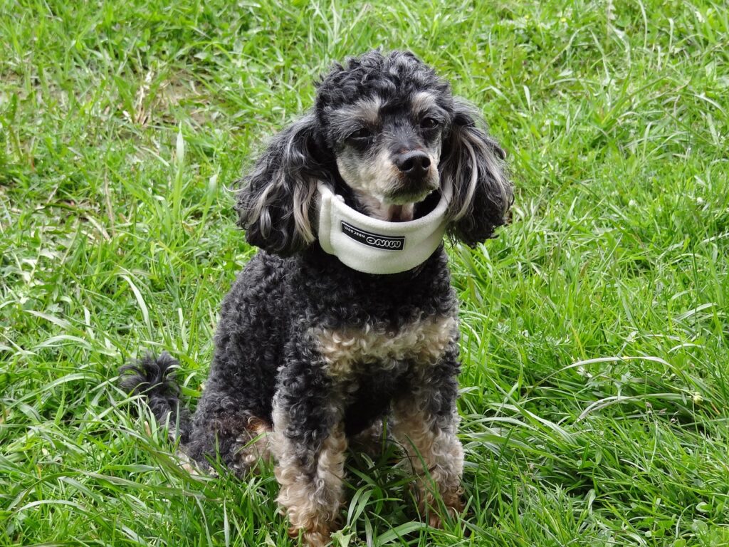 does my dog need a health insurance plan - poodle with a neck brace