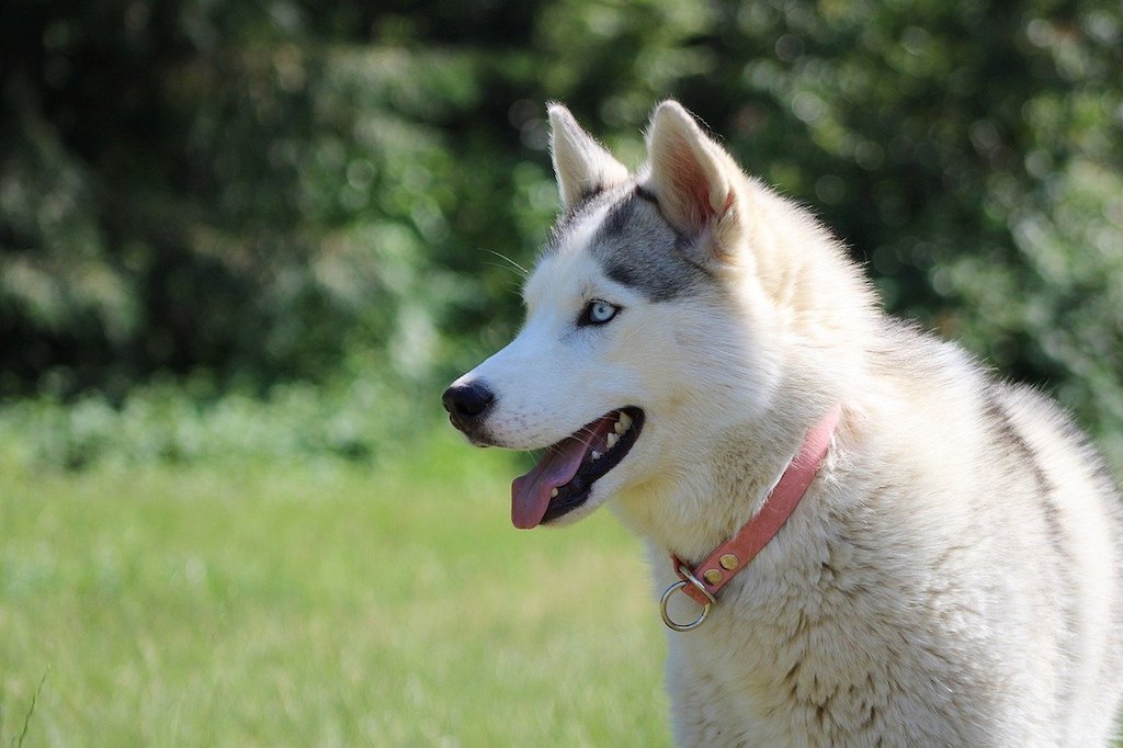 healthiest dog breeds - siberian husky dog