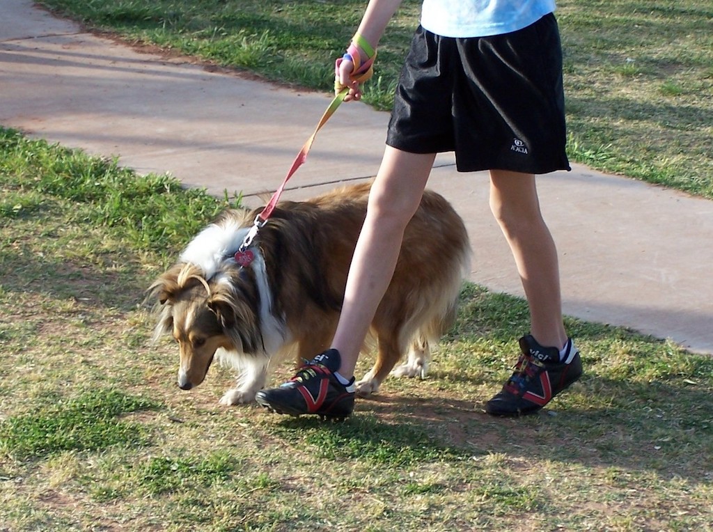 teaching a dog to walk on a lead