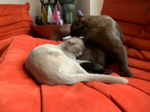 two burmese cats on a sofa