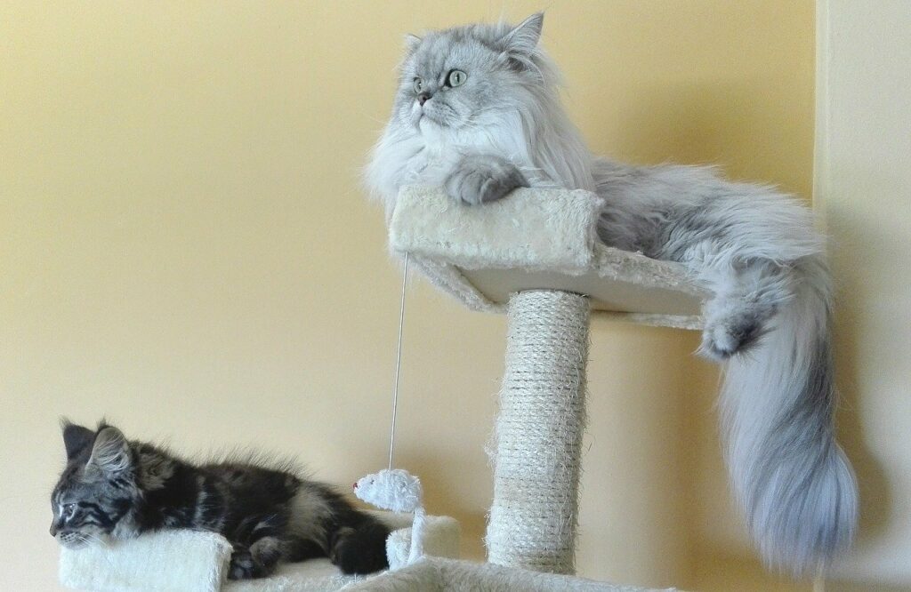two persian cats on a cat tower