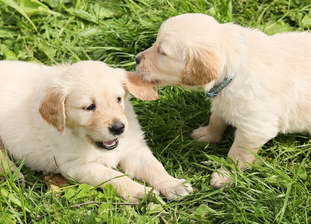 puppy socialization - two puppies golden retriever dogs playing